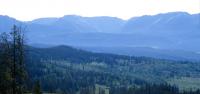 Trump administration plan could bring new roads to pristine woods covering 4% of Wyoming