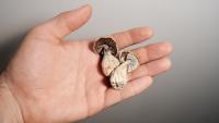 Veterans with severe PTSD saw major improvement after psilocybin treatment