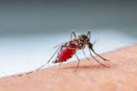 Insecticide resistance, climate change threaten gains in mosquito-borne disease control — Expert