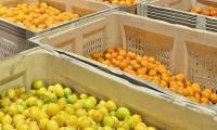 India eases citrus import rules for South Africa