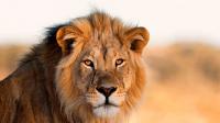 Lion 'spotted' roaming in Spain sparks massive search operation