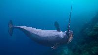 Scientists Just Discovered Narwhal Tusks Are Even Stranger Than We Thought