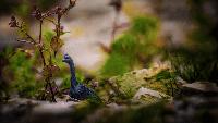 Scientists Finally Discovered Why There Were No Pocket-Sized Dinosaurs