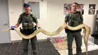 Man showing off massive snake on New York boardwalk ticketed. Here's why