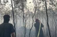 4 Corporations Investigated Over Kalimantan Forest Fires, Govt Says