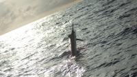 1,260-pound blue marlin may be East Coast's largest