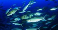 Study raises concerns over heavy metal exposure from popular fish sold in Egypt