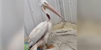 Employees from local business rescue hurt pelican on Rock River
