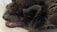 Huge bat found floating in toilet as heatwave rips through UK
