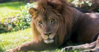 Philadelphia Zoo's last African lion, Makini, dies after battle with arthritis