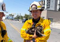 Utah cat named Toast Malone found alive 3 days after apartment fire