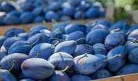 Plum prices in Moldova are falling rapidly, despite strong exports