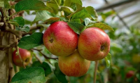 “Moldova Fruct”: Forecast for Exports and Processing of Apples from the 2026 Harvest