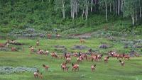 Drought is shrinking wildlife forage, prompting officials to issue more elk permits