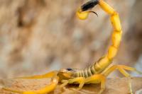 Tourist bitten by a scorpion, accidentally brought from vacation, at Düsseldorf airport