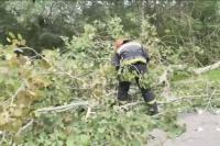 Two children in Minsk region injured by falling trees