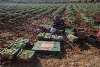 Israel Targets Water Wells and Farmland, Attacking West Bank’s “Breadbasket”