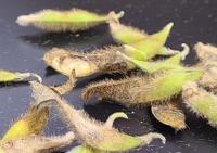 Bioma Launches Brazil’s First Metabolite-Based Biofungicide