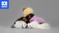 Dog, rabbit and fox fur found in toys and key rings sold in markets and online