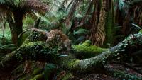 The proposal for the southern forests that would dwarf the Great Koala National Park