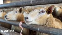 Number of sheep in Scotland with bluetongue virus rises to eight