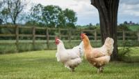 Major Australian chicken processor claims no additional bird flu cost