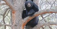 17 Colorado projects to split $1M in Human-Bear Conflict Reduction Community grants