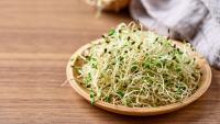 Alfalfa Sprout Outbreak Sickens 55 Across 15 States as FDA Investigates Minnesota Supplier