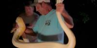 See it: Massive python puts snake catcher to the test in South Carolina