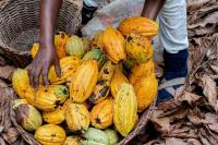EU-backed programme opens applications for coc...