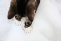 Maine Coon’s Litter of ‘Dark Side’ Kittens Should Come With Lightsabers