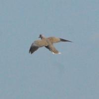 OPTIONS | Half-Day vs. All-Day Dove Hunting Preference More Than Science