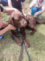 Alberta Library Dog Katja Helps Kids Build Reading Confidence