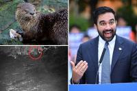 Mamdani fanboys credit socialist mayor with otter’s NYC return — but experts are calling claims absurd