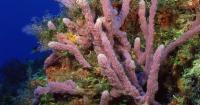 Experts sound alarm as heat threatens Biscayne Bay corals