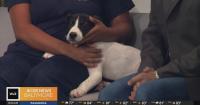 The National Dog Day Festival returns to The Rotunda for pet-friendly fun benefiting the Maryland SP