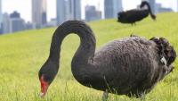 Bird flu threatens to wipe out Australia’s iconic black swans, experts warn
