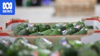 $20m avocado packing shed upgrade halves workforce with robots