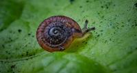 Zoo Plucks 21 Snails From Extinction and Returns Hundreds to Pristine Atlantic Island (WATCH)