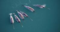 ‘Double Spiral’ Secret of Narwhal’s Twisted Tusk Revealed By High Tech X-Rays