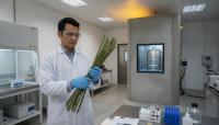 Malaysia Uses Nuclear Technology to Grow Cassava in Half the Time