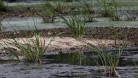 El Niño raises fresh food security concerns