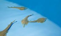 China successfully breeds critically endangered giant shovelnose ray in captivity