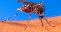 Chikungunya in Spain: 20 of the detected cases originated from Cuba