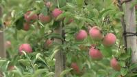 New Hampshire farms prepare for fall, picking season
