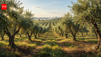 In Argentina, a family rescued 5,000 ancient olive trees from development and built a sanctuary instead of letting them become firewood