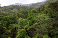 Natural regeneration is a cheaper way to restore tropical forests