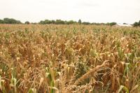 Drought killing farming!