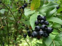 I’ve picked Maine’s wild blueberries for nearly 30 years. 2026 was different.    