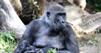 How Seattle medical providers delivered a baby gorilla by C-section